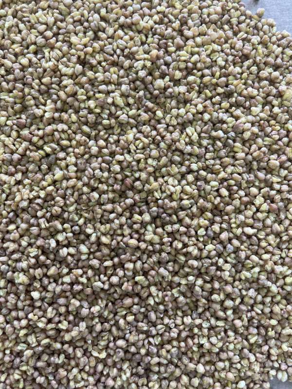 Buckwheat Tea - Natural Benefits in Every Cup - Image 2