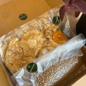 Sarkanais mušmiris cepurītēs, griķu tēja